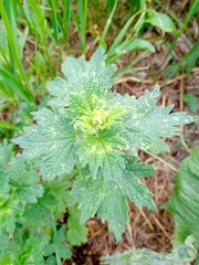 Leonurus quinquelobatus