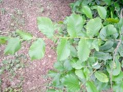 Ulmus laevis