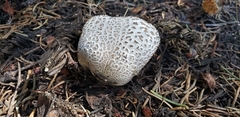 Lycoperdon subcretaceum