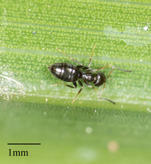 Brachymyrmex patagonicus