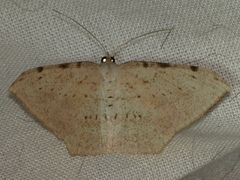 Probithia perichila
