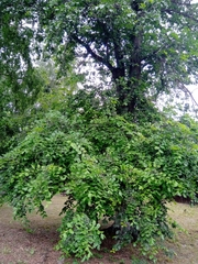 Ulmus laevis