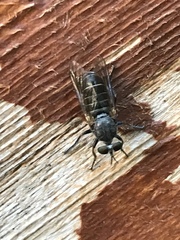 Atomosia melanopogon