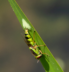 Odontomyia cincta