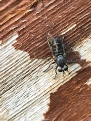 Atomosia melanopogon