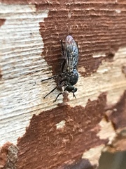 Atomosia melanopogon