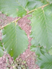 Ulmus laevis