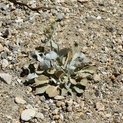 Eriogonum robustum