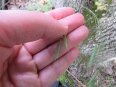 Bromus pubescens