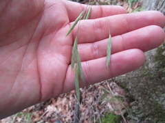 Bromus pubescens