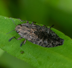Poecilonota