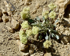 Eriogonum robustum