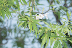 × chitalpa tashkentensis