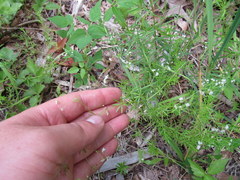 Galium concinnum