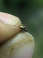 Hylaeus affinis
