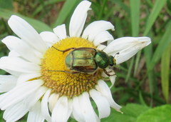 Trichiotinus lunulatus