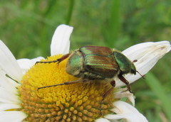 Trichiotinus lunulatus