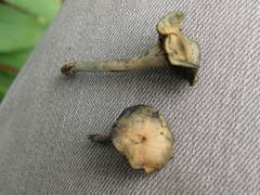 Psilocybe subaeruginosa