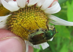 Trichiotinus lunulatus