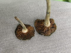 Psilocybe subaeruginosa