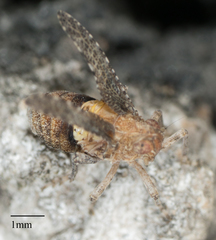 Danepteryx