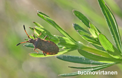 Ulmicola spinipes