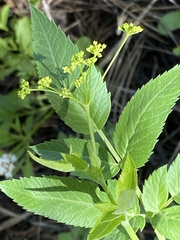 Osmorhiza occidentalis
