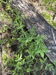 Osmorhiza occidentalis
