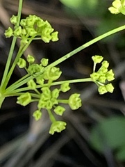 Osmorhiza occidentalis