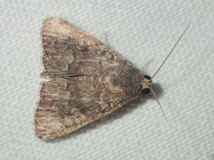 Amyna punctum