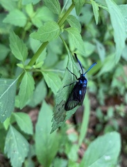Zama nigrigemma