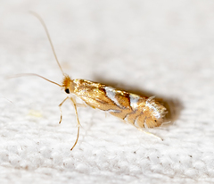 Phyllonorycter aeriferella