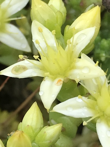 Aitrusis šilokas nuotrauka