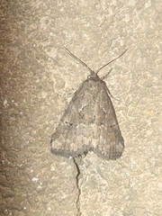 Hyperstrotia pervertens