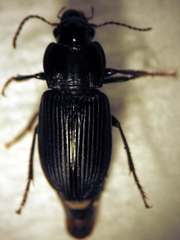 Anisodactylus binotatus