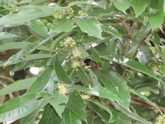 Bombus bicoloratus