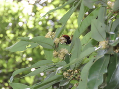 Bombus bicoloratus