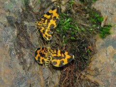 Polythrena coloraria