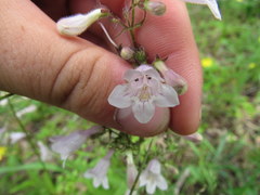 Penstemon laevigatus