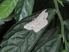 Lassaba parvalbidaria