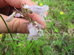 Penstemon laevigatus