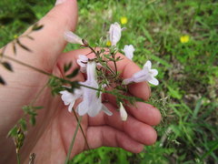 Penstemon laevigatus
