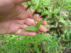 Penstemon laevigatus