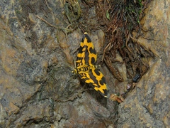 Polythrena coloraria