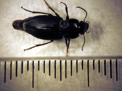 Anisodactylus binotatus