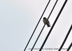 Pygochelidon cyanoleuca