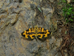 Polythrena coloraria