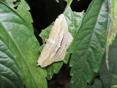 Calletaera postvittata