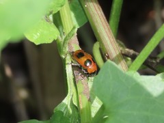 Physosmaragdina nigrifrons