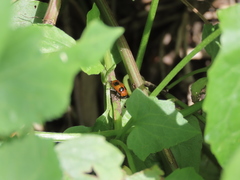 Physosmaragdina nigrifrons